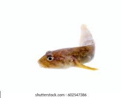 Image result for Zoarces americanus