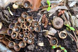 Attēlu rezultāti vaicājumam “Cyathus striatus”