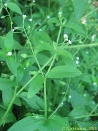 Attēlu rezultāti vaicājumam “Myosotis sparsiflora flower”