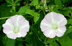 Attēlu rezultāti vaicājumam “Calystegia sepium leaf”
