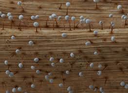 Attēlu rezultāti vaicājumam “Didymium bahiense stalked”