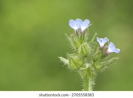 Attēlu rezultāti vaicājumam “Anchusa arvensis”