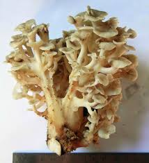 Attēlu rezultāti vaicājumam “Polyporus umbellatus”