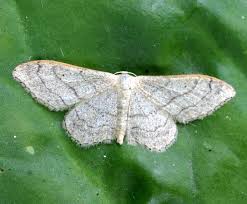 Attēlu rezultāti vaicājumam “Idaea aversata”