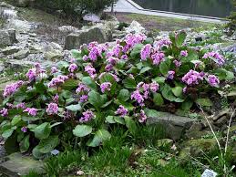 Image result for Bergenie