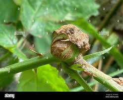 Attēlu rezultāti vaicājumam “Lasioptera rubi”