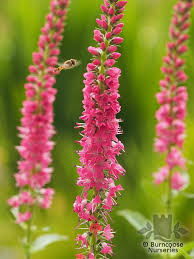 Attēlu rezultāti vaicājumam “Veronica spicata fruit”
