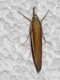 Attēlu rezultāti vaicājumam “Agriphila selasella”