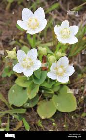 Attēlu rezultāti vaicājumam “Parnassia palustris flower”