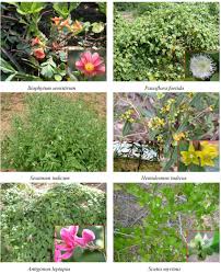 Attēlu rezultāti vaicājumam “Oxalidaceae”