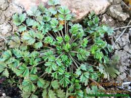 Attēlu rezultāti vaicājumam “Potentilla supina”