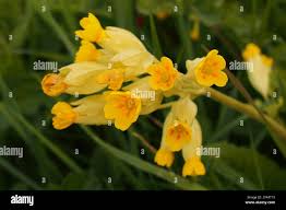 Attēlu rezultāti vaicājumam “Primula veris flower”