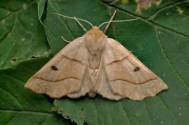 Attēlu rezultāti vaicājumam “Crocallis elinguaria”