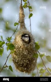 Attēlu rezultāti vaicājumam “Remiz pendulinus nest”