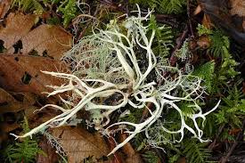 Attēlu rezultāti vaicājumam “Ramalina farinacea”