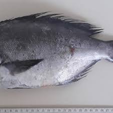 Image result for Schedophilus ovalis