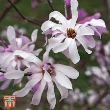 Attēlu rezultāti vaicājumam “Magnolia x loebneri flower”