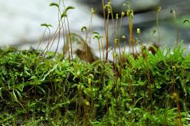 Attēlu rezultāti vaicājumam “Hygroamblystegium tenax”