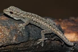 Attēlu rezultāti vaicājumam “Lycogala irregulare macro”