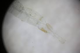 Attēlu rezultāti vaicājumam “Denisia similella”