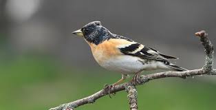 Image result for Fringilla montifringilla