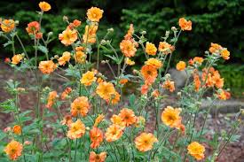 Attēlu rezultāti vaicājumam “Geum”