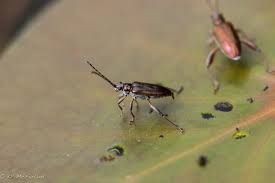 Attēlu rezultāti vaicājumam “Galerucella nymphaeae pupa”