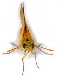 Attēlu rezultāti vaicājumam “Thymelicus sylvestris underside”