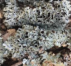 Attēlu rezultāti vaicājumam “Arthonia byssacea”