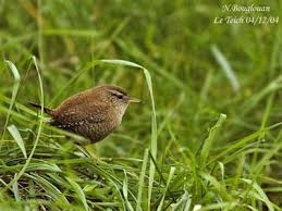 Attēlu rezultāti vaicājumam “Troglodytes troglodytes”