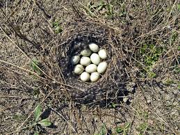 Attēlu rezultāti vaicājumam “Anas platyrhynchos eggs”