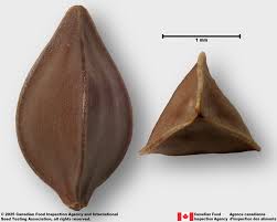 Attēlu rezultāti vaicājumam “Rumex aquaticus bud”