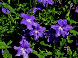 Image result for Browallia speciosa