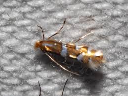 Attēlu rezultāti vaicājumam “Phyllonorycter apparella”