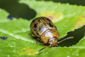 Attēlu rezultāti vaicājumam “Gonioctena”