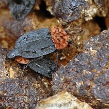 Attēlu rezultāti vaicājumam “Oiceoptoma thoracicum”