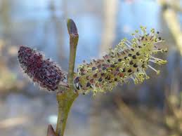 Attēlu rezultāti vaicājumam “Salix purpurea male flower”