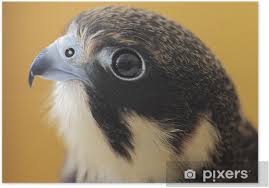 Attēlu rezultāti vaicājumam “Falco subbuteo”