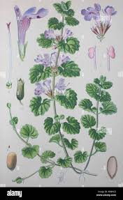 Attēlu rezultāti vaicājumam “Glechoma hederacea flower”