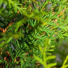 Attēlu rezultāti vaicājumam “Thuja occidentalis leaf”