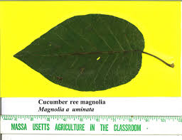 Attēlu rezultāti vaicājumam “Magnolia acuminata leaf”