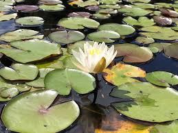 Attēlu rezultāti vaicājumam “Nymphaeaceae”