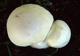 Attēlu rezultāti vaicājumam “Calvatia utriformis”
