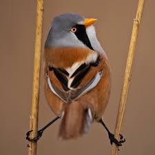 Attēlu rezultāti vaicājumam “Panurus biarmicus male”