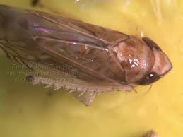 Attēlu rezultāti vaicājumam “Capsodes gothicus imago”