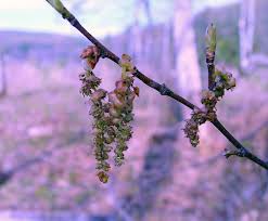 Attēlu rezultāti vaicājumam “Carpinus caroliniana male flower”