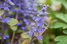 Image result for Ajuga reptans