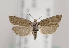 Attēlu rezultāti vaicājumam “Eucosma aspidiscana”