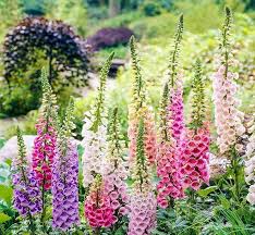 Attēlu rezultāti vaicājumam “Digitalis purpurea”