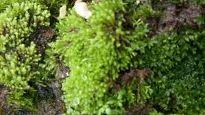 Attēlu rezultāti vaicājumam “Orthotrichum diaphanum sporophyte”